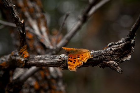 Butterfly & Lichen, Colorado