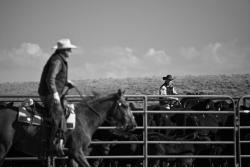 Cowboys, Wrangling, Cows