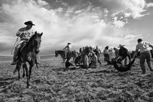 Cowboys, Branding, Wyoming, Encampment, Big Creek Ranch